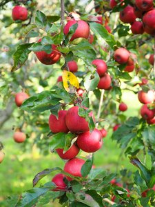 Red fresh healthy