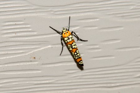 Ailanthus Webworm Moth 2992