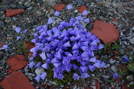 Blue wild flower blue flower