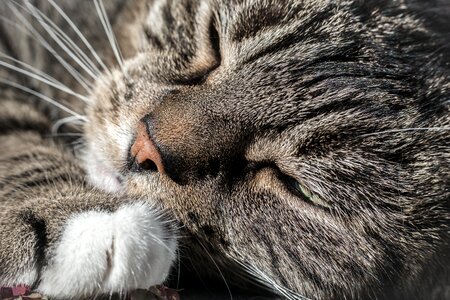 Animal portrait domestic cat mieze