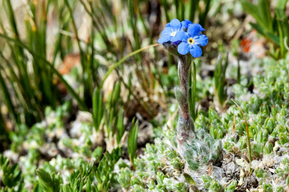 Eritrichium nanum