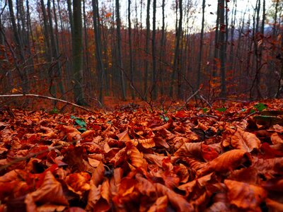 Nature leaf forest floor