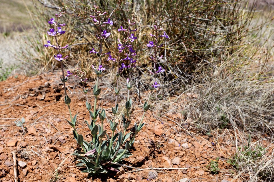 Penstemon fendleri
