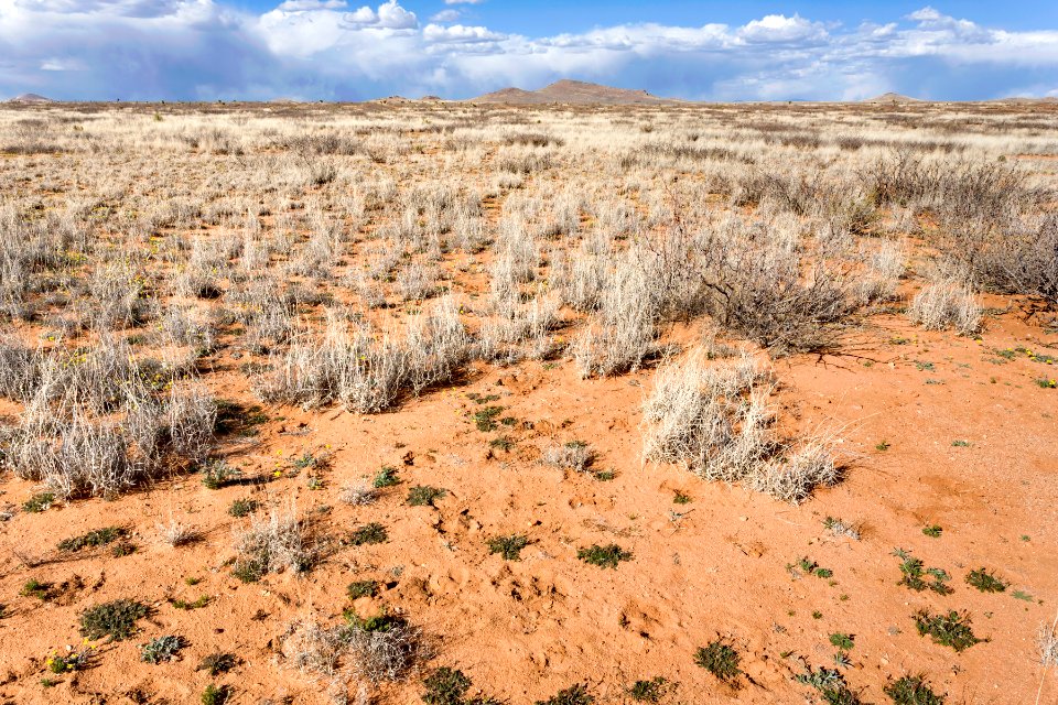 Near Cow Springs Draw