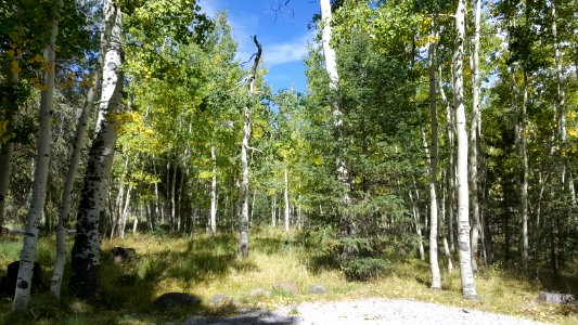 Lockett Meadow Campground: September 19, 2017