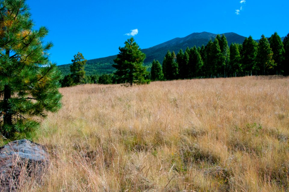 Aspen Loop Trail No. 73