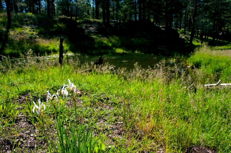Griffith Spring Trail No. 189