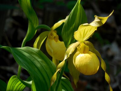 Nature plant green