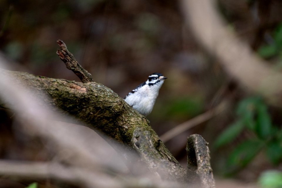 Downy Woodpecker 10-28-2018 16 Female