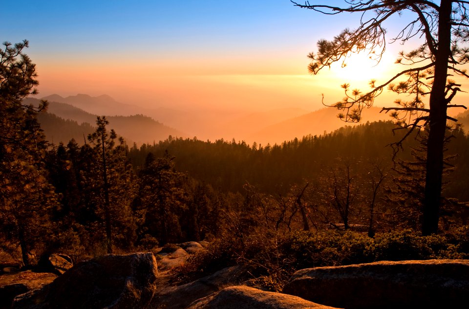 Forest Sunset