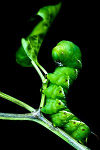 Tobacco Hornworm
