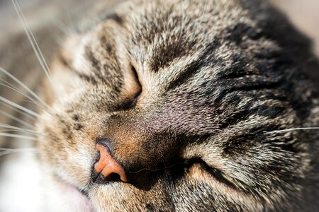 Animal portrait domestic cat cat's eyes