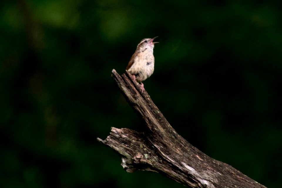Carolina Wren 8791
