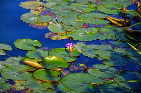 Lotus water lily plant photo