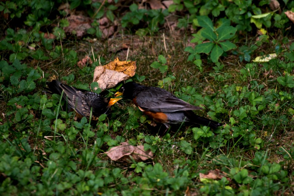 American Robin & Juvenile 07-15-2018 63
