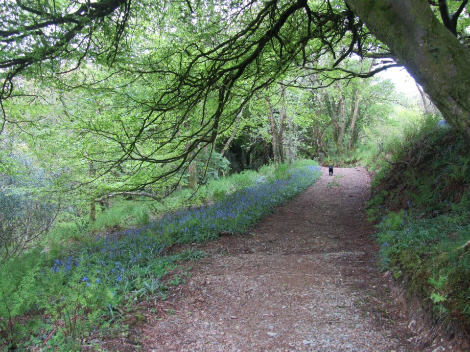 Bluebell track walking