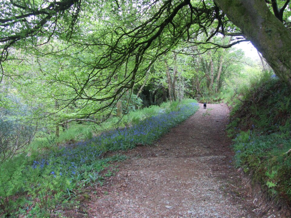 Bluebell track walking photo