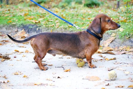 Dog dachshund dog hunting dog