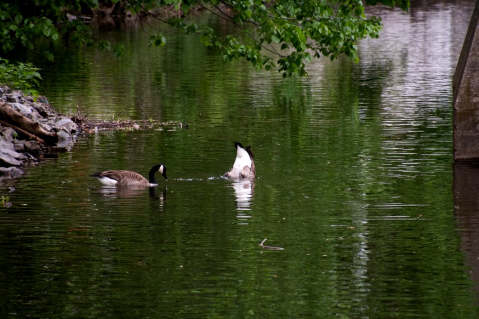 Canada Goose 05-11-2018 22
