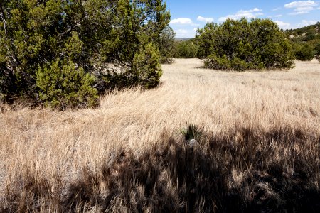 Fort Stanton