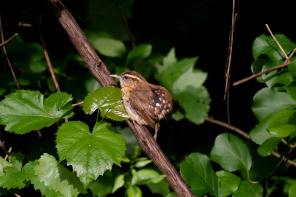 Carolina Wren 8730