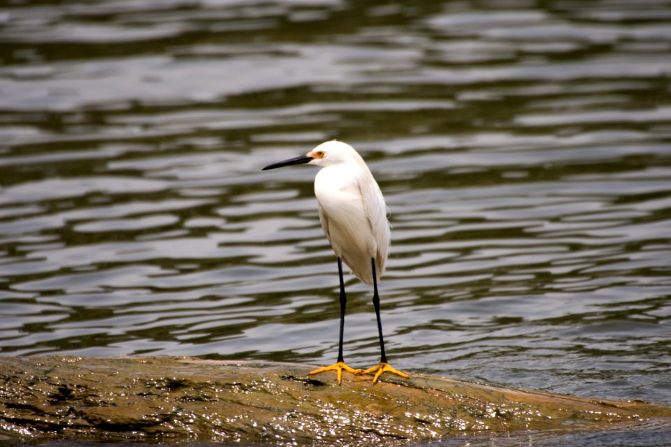 Snowy Egret 06-08-2018 23