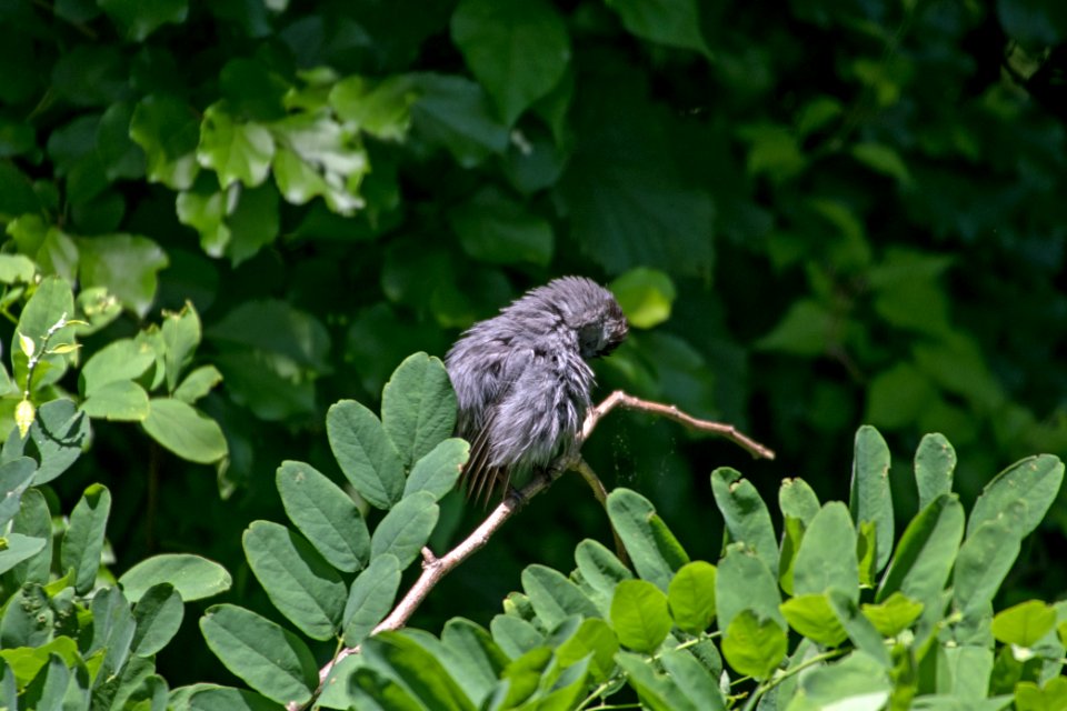 Gray Catbird 06-16-2018 035
