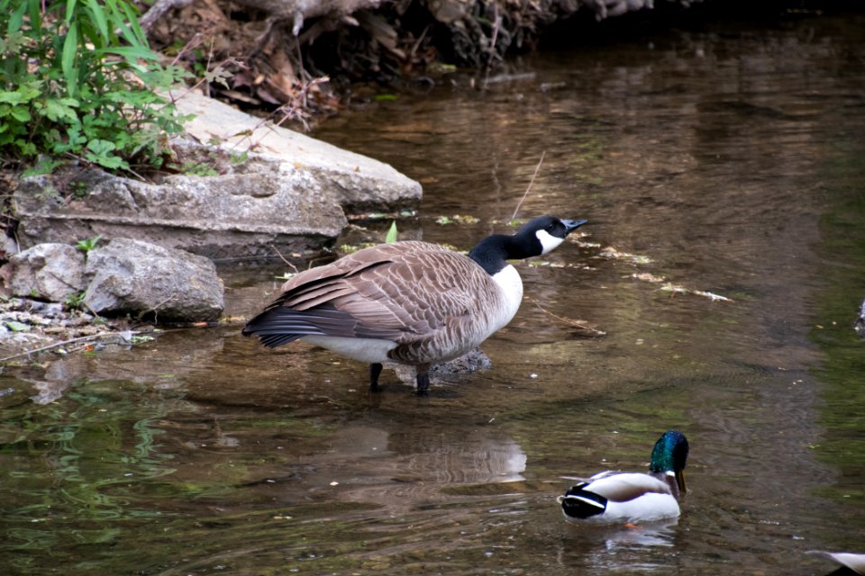 Canada Goose 05-11-2018 07