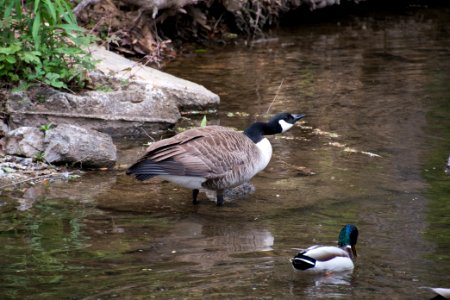 Canada Goose 05-11-2018 07