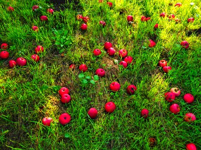 Red meadow orchard