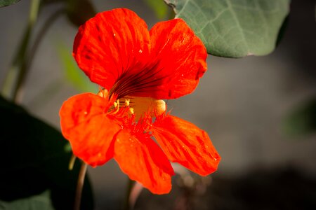 Bloom flower bloom