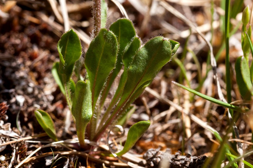 Erigeron grandiflorum