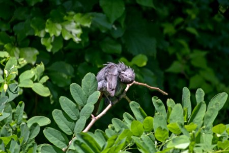 Gray Catbird 06-16-2018 049