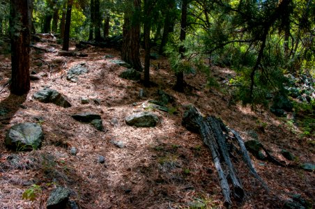 Dorsey Trail No. 7