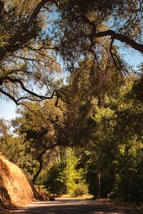 California scene trail
