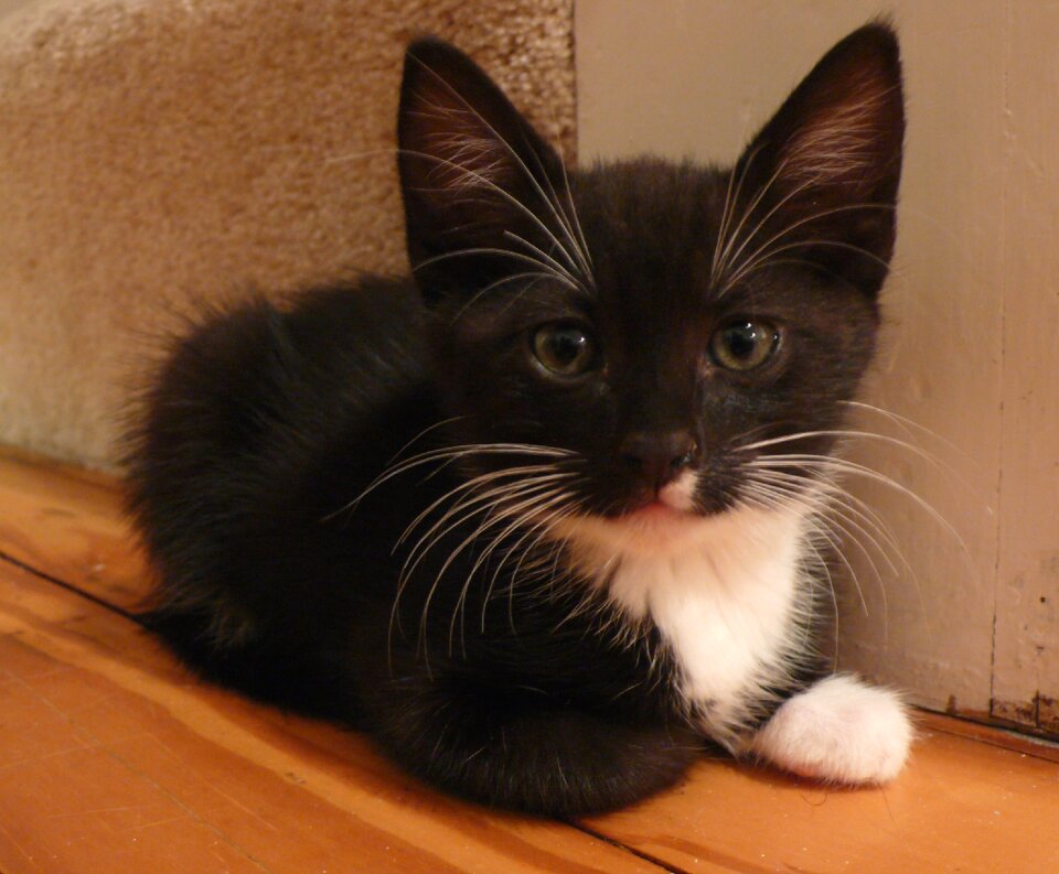 Kitty domestic tuxedo