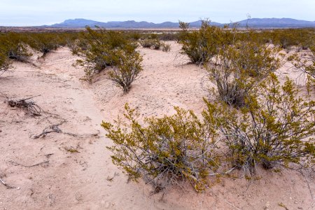 South side of Arroyo Cuervo