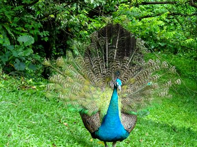 peacock1 photo