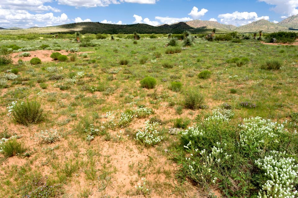 Near Bull Creek