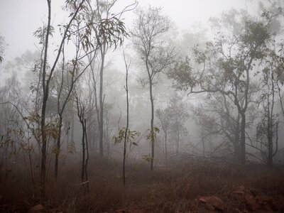 Mist dark tree