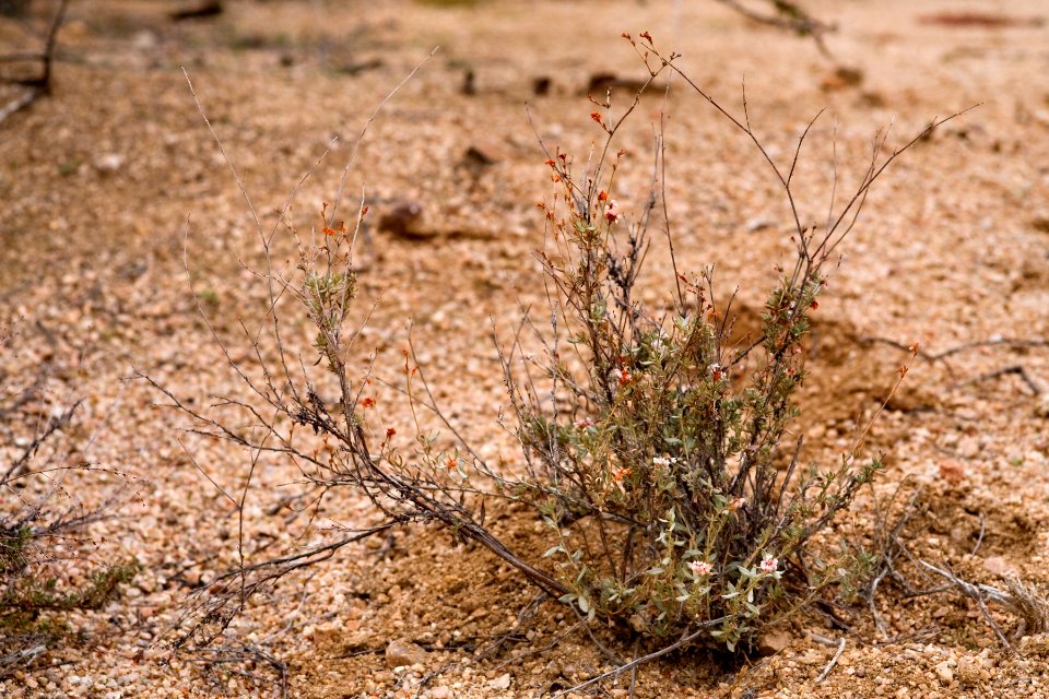Eriogonum fasciculatum