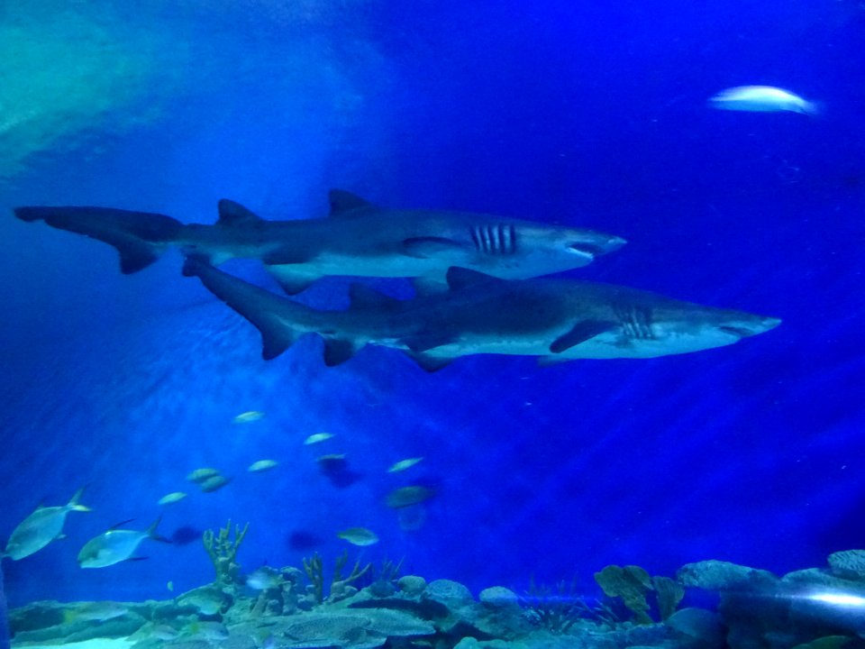 sharks