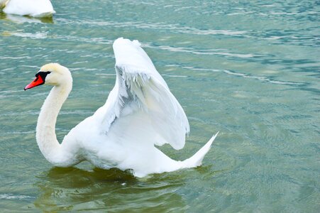 Swan bird lake balaton