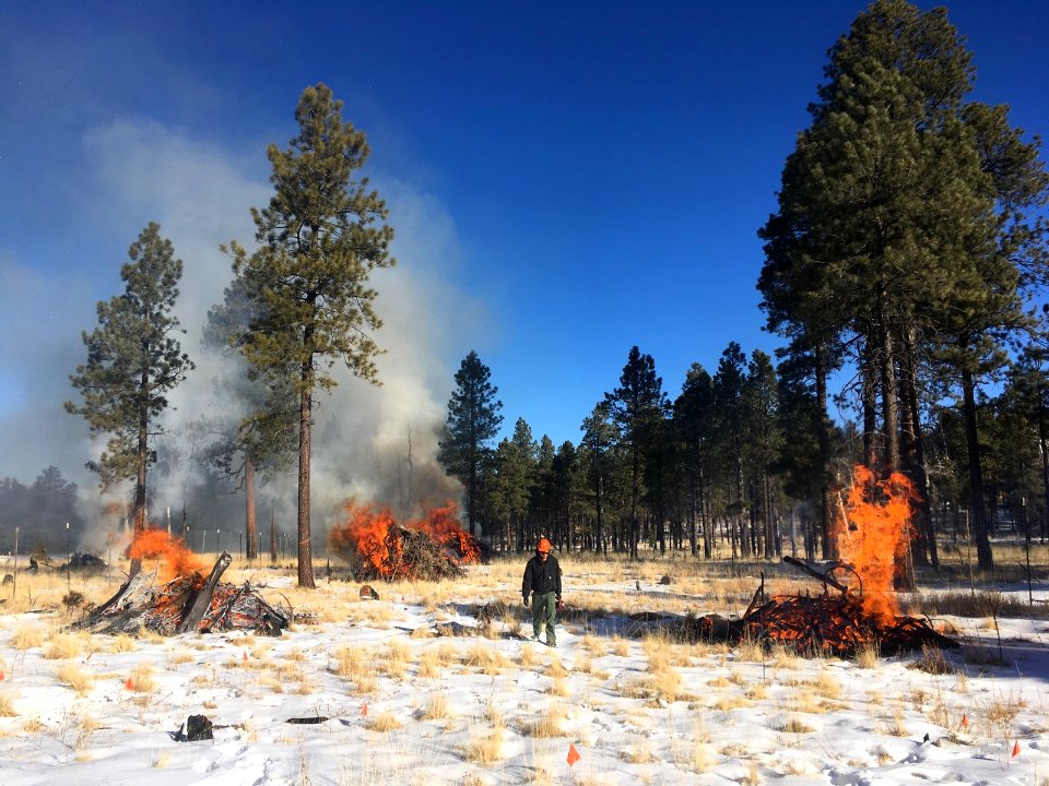 Pile burning in Aspen/Elk Exclosure