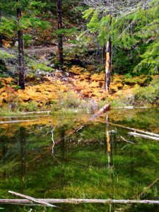 Reflection Pond