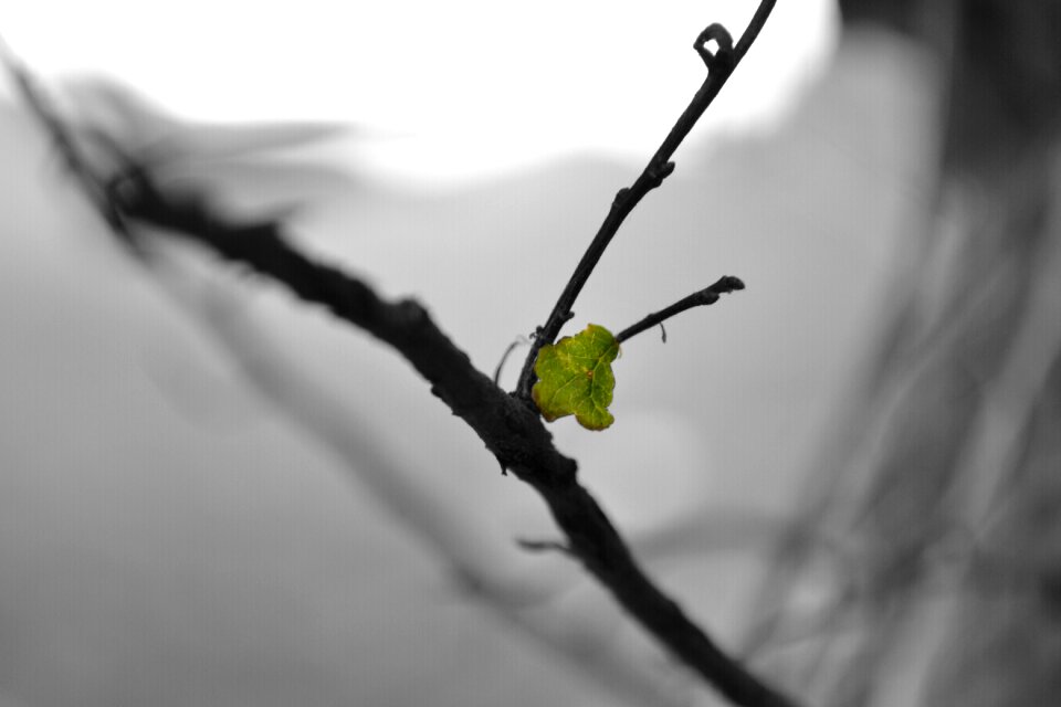 Leaf branch bw