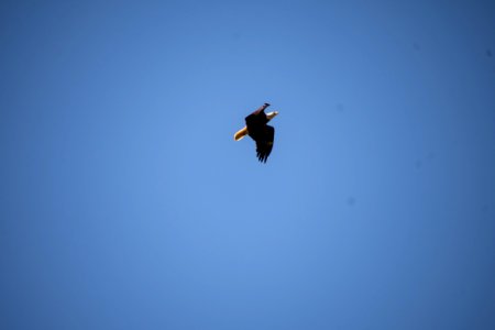 2019 Walk for the Woods Bacon Ridge Natural Area 154 Bald Eagle