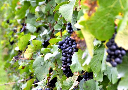 Vineyard vintage autumn