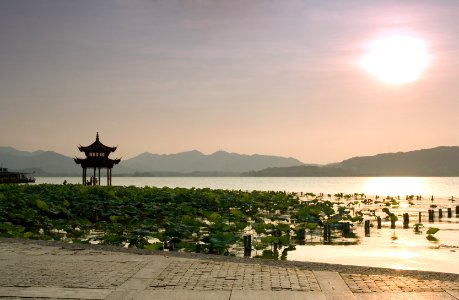 Lotus sunset