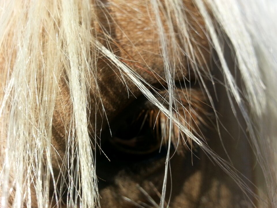 Animal horsehair equine